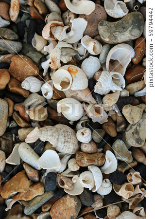 Shells on a stony beach 59794442