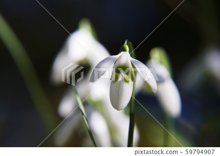 Snowdrop Galanthus Snowdrop Snowdrop Galanthus Snowdrop 59794907