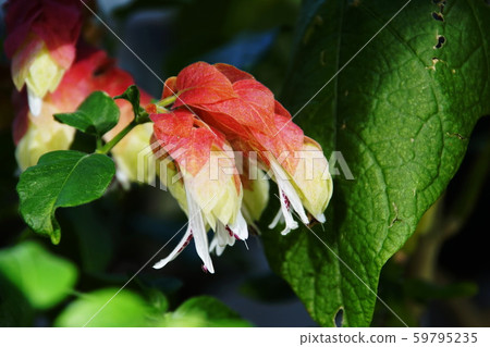 Justicia brandegeeana Justicia brandegeeana 59795235