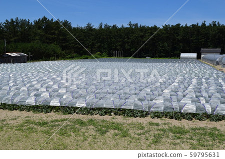 Tunnel cultivation 59795631