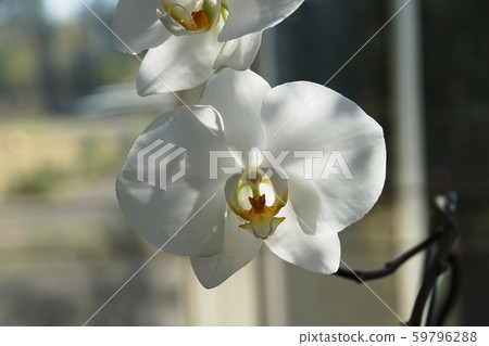 Moth orchid 59796288
