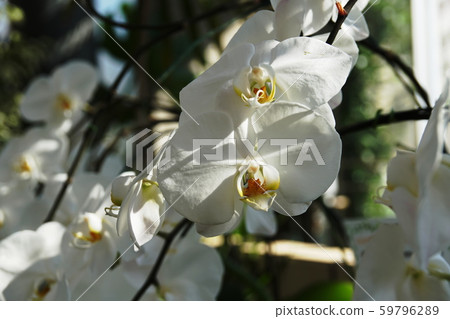 Moth orchid 59796289