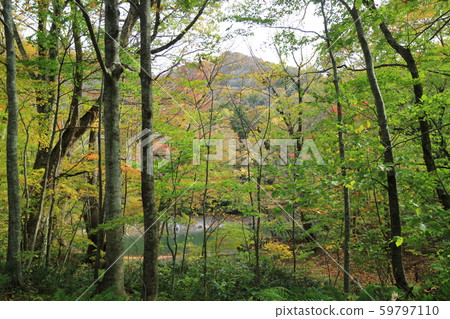 白神山的十二湖 白神山的十二湖 59797110