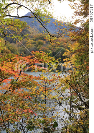 白神山池塘總部池塘 白神山池塘總部池塘 59797117