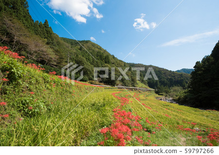 群集孤挺花3 59797266