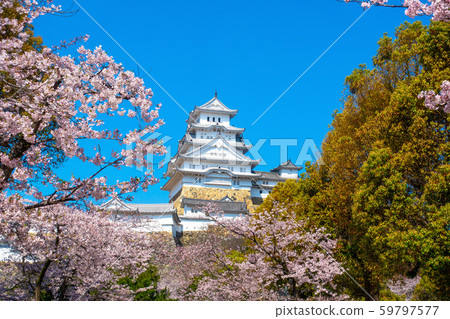 Spring Moment's Himeji Castle 59797577