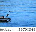Gray heron looking at the sea in Suruga Bay Gray heron looking at the sea in Suruga Bay 59798348
