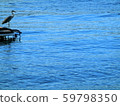 Gray heron looking at the sea in Suruga Bay Gray heron looking at the sea in Suruga Bay 59798350