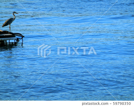 Gray heron looking at the sea in Suruga Bay 59798350