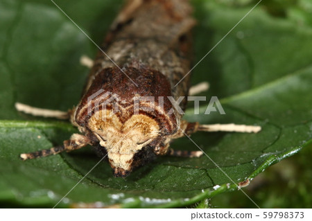 Living creature insect, Kibaramokumekiga, from the front. It looks like an annual ring Living creature insect, Kibaramokumekiga, from the front. It looks like an annual ring 59798373