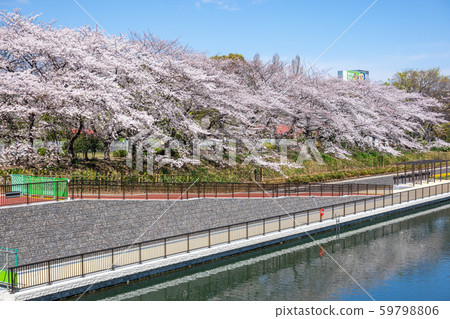 櫻井溫泉公園櫻 櫻井溫泉公園櫻 59798806