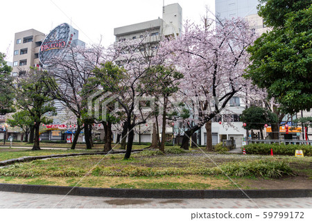 Kinshi Park Cherry Blossom Festival Kinshi Park Cherry Blossom Festival 59799172