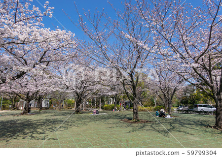 御園公園櫻 御園公園櫻 59799304