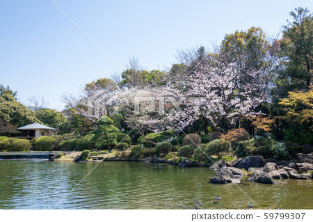 御園公園櫻 59799307