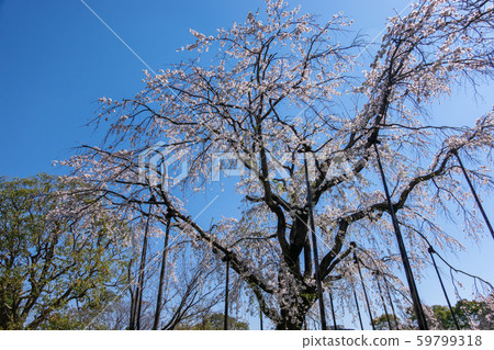 Gyosen Park Sakura Gyosen Park Sakura 59799318