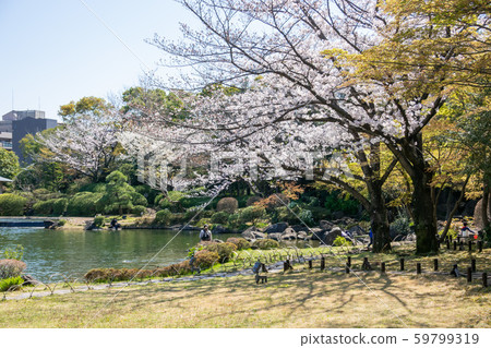御園公園櫻 御園公園櫻 59799319