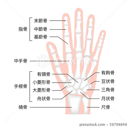 用日語寫的手骨架 人體模型圖 骨骼名稱 插圖素材 圖庫