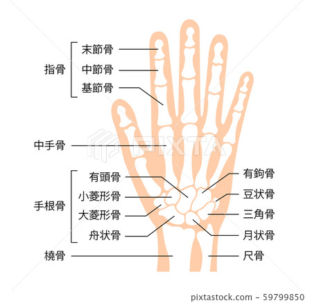 Hand skeleton / human body model illustration / bone name written in Japanese 59799850