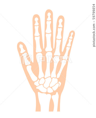 Hand skeleton, human body model, illustration / no text 59799854