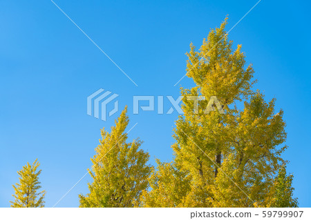 胃 胃 59799907