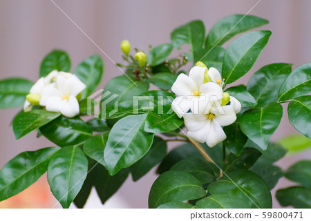 White flower of Orange Jessamine, Satin wood, 59800471