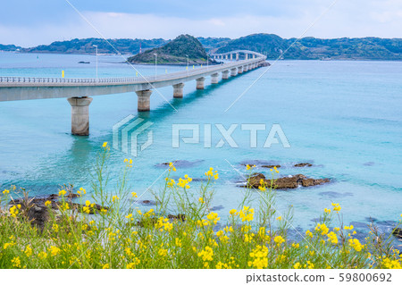 綱島春天 59800692