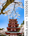 Cherry blossoms and towers 59800696