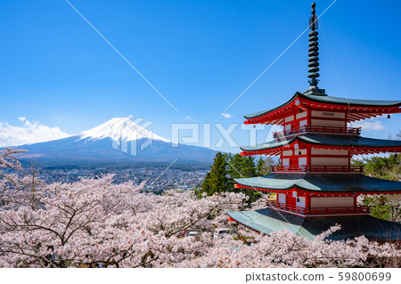 Spring at Asama Shrine 59800699