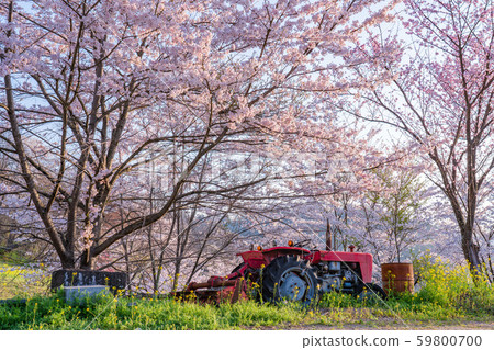 Farm cherry 59800700