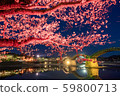 Kintai Bridge and cherry blossoms at night 59800713
