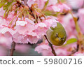 Kawazu cherry tree and mezzo 59800716