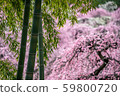 Plum and bamboo grove 59800720