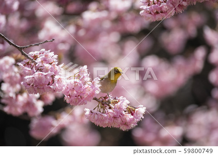 Sakura and mezzo 59800749