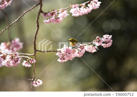 Sakura and mezzo 59800752