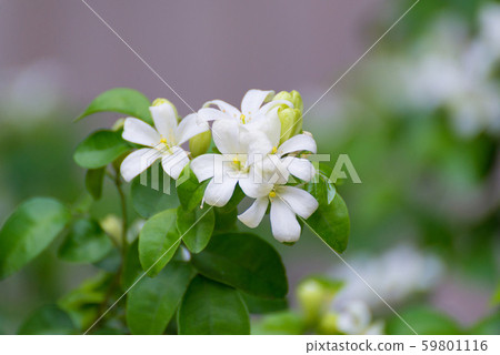 White flower of Orange Jessamine, Satin wood, 59801116