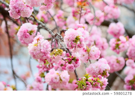 Sakura blossom Kasugai Sakura blossom Kasugai 59801278