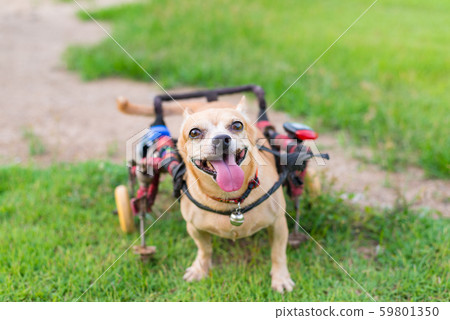 Cute little dog in wheelchair or cart walking in 59801350
