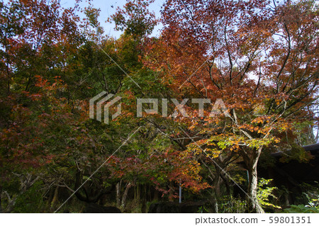 Hydrangea Park R1 Autumn 59801351