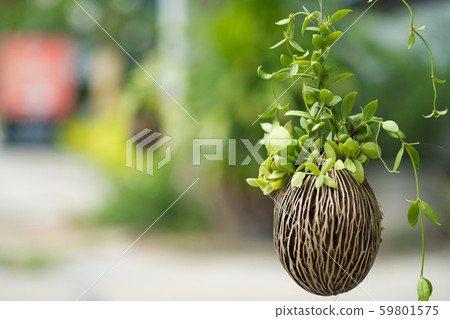 Asclepiadaceae, Dischidia pectinoides Peari Asclepiadaceae, Dischidia pectinoides Peari 59801575