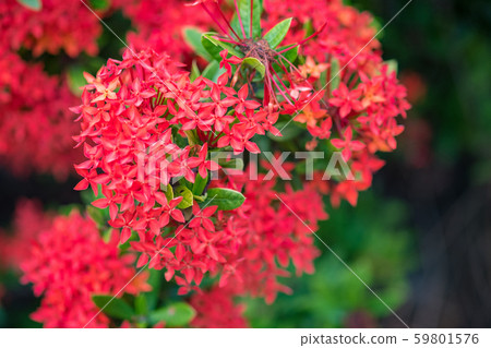 Ixora Red spike flower. King Ixora blooming (Ixora Ixora Red spike flower. King Ixora blooming (Ixora 59801576