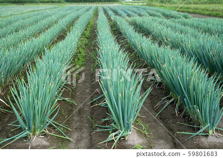 A long onion field A long onion field 59801683