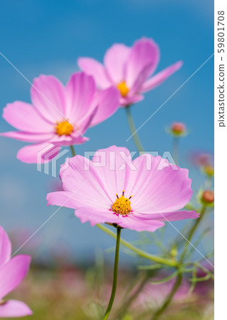在藍天下的淡粉色波斯菊花的特寫 在藍天下的淡粉色波斯菊花的特寫 59801708