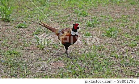 pheasant 59801796