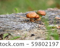 Cute mushrooms 59802197