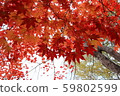 Maple  59802599
