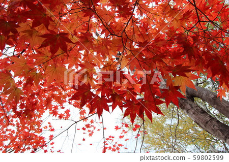 Maple  59802599