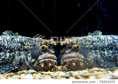 稀有魚 稀有魚 59802605