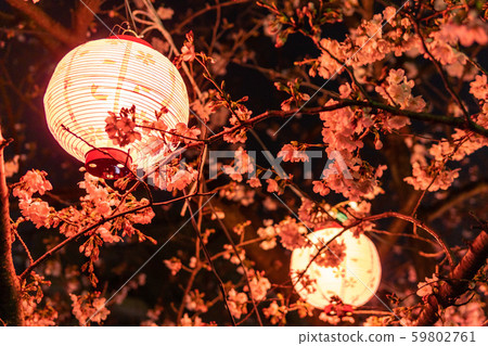 仙台ori川公園夜櫻 59802761