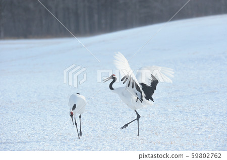 與兩個跳舞的起重機(北海道) 與兩個跳舞的起重機(北海道) 59802762