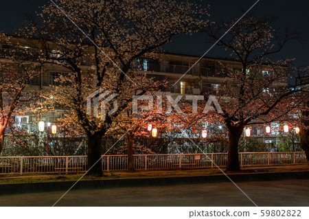 Sendaiborikawa Park night cherry 59802822